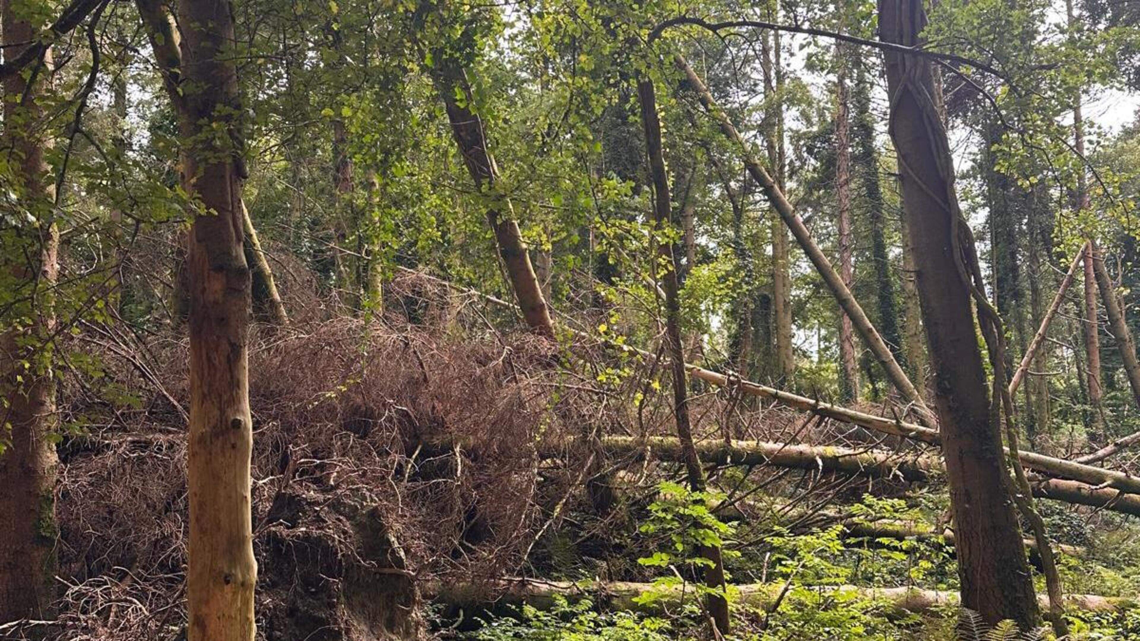 High Court keeps halt on Merlin Woods tree-felling as council and campaigners urged to reach agreement